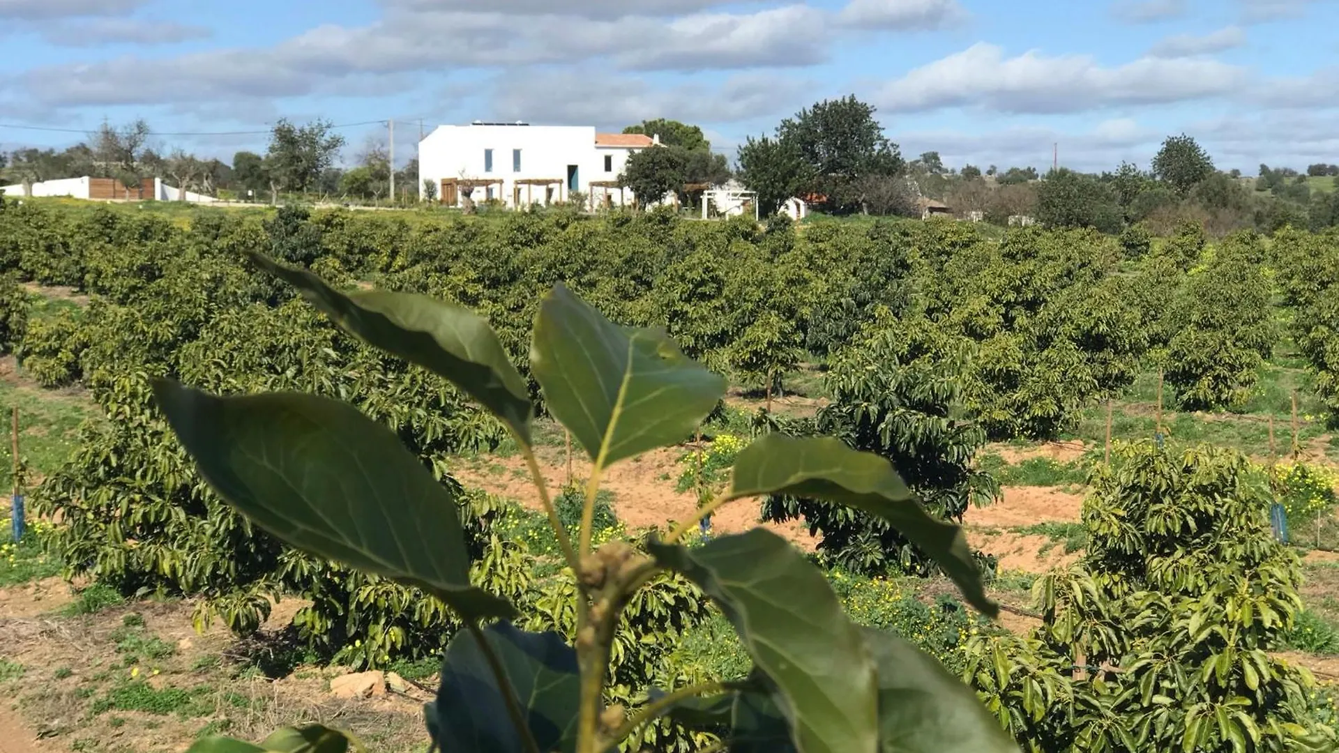 הוילה Tavira-Quinta Da Janela Azul טאווירה